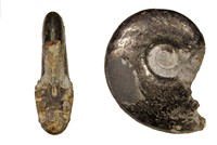 Juraphyllites balmelli